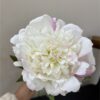 white pink