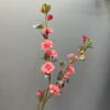 rose red