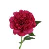 rose red