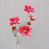rose red