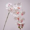 white pink