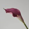 purple red
