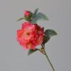 rose red