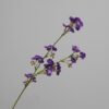 dark purple