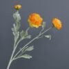 light orange