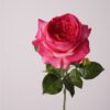 rose red