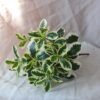 white green