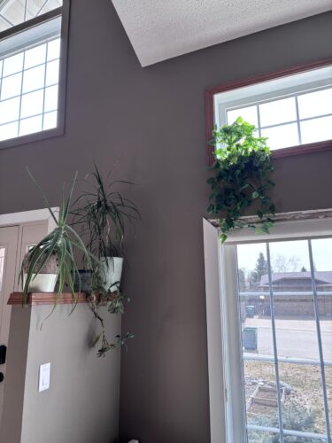High Quality Plastic Artificial Hanging Plant JBG photo review