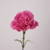 rose red